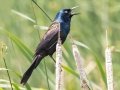 Common Grackle (Bronzed) - Sibley Lake - Kidder County - North Dakota - June 10 2023
