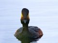 Eared Grebe - Arrowwood NWR - Stutsman County - North Dakota - June 9 2023