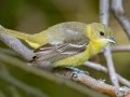 Orchard Oriole (female)- Grand Forks AFB Lagoons - Grand Forks County - North Dakota - June 7 2023