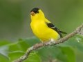 American Goldfinch - Grand Forks AFB Lagoons - Grand Forks County - North Dakota - June 7 2023