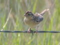 Grasshopper Sparrow - 47th St SW - Belfield US-ND - Stark County - North Dakota - June 11 2023