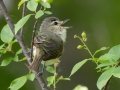 Warbling Vireo (Eastern) - Grand Forks AFB Lagoons - Grand Forks County - North Dakota - June 7 2023