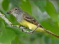 Great-crested Flycatcher - Grand Forks AFB Lagoons - Grand Forks County - North Dakota - June 7 2023