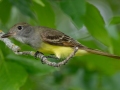 Great-crested Flycatcher - Grand Forks AFB Lagoons - Grand Forks County - North Dakota - June 7 2023