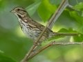 Song Sparrow - Grand Forks AFB Lagoons - Grand Forks County - North Dakota - June 7 2023