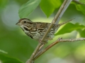 Song Sparrow - Grand Forks AFB Lagoons - Grand Forks County - North Dakota - June 7 2023