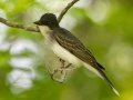 Eastern Kingbird - Grand Forks AFB Lagoons - Grand Forks County - North Dakota - June 7 2023