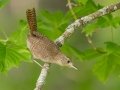 House Wren (Northern) - Grand Forks AFB Lagoons - Grand Forks County - North Dakota - June 7 2023