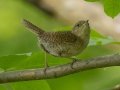 House Wren (Northern) - Grand Forks AFB Lagoons - Grand Forks County - North Dakota - June 7 2023