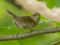 House Wren (Northern) - Grand Forks AFB Lagoons - Grand Forks County - North Dakota - June 7 2023