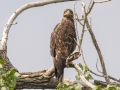 Bald Eagle (juvenile) - Grand Forks AFB Lagoons - Grand Forks County - North Dakota - June 7 2023