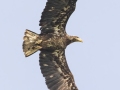 Bald Eagle (juvenile) - Grand Forks AFB Lagoons - Grand Forks County - North Dakota - June 7 2023