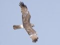 Northern Harrier (immature male) - McPhail Slouth - Kidder County - North Dakota - June 10 2023