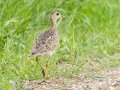 Upland Sandpiper - Arrowwood NWR - Stutsman County - North Dakota - June 9 2023