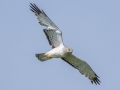 Northern Harrier (immature male) - McPhail Slouth - Kidder County - North Dakota - June 10 2023