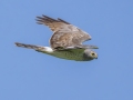 Northern Harrier (immature male) - McPhail Slouth - Kidder County - North Dakota - June 10 2023