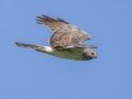 Northern Harrier (immature male) - McPhail Slouth - Kidder County - North Dakota - June 10 2023