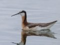Wilson's Phalarope - Arrowwood NWR - Stutsman County - North Dakota - June 9 2023