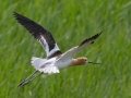 American Avocet - Kellys Slough NWR - Observation Platform - Grand Forks County - North Dakota - June 7 2023