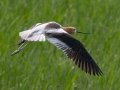 American Avocet - Kellys Slough NWR - Observation Platform - Grand Forks County - North Dakota - June 7 2023