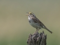Savannah Sparrow - Grand Forks AFB Lagoons - Grand Forks County - North Dakota - June 7 2023