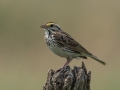 Savannah Sparrow - Grand Forks AFB Lagoons - Grand Forks County - North Dakota - June 7 2023