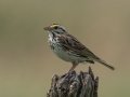 Savannah Sparrow - Grand Forks AFB Lagoons - Grand Forks County - North Dakota - June 7 2023