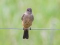 Say's Phoebe - Arrowwood NWR - Stutsman County - North Dakota - June 9 2023