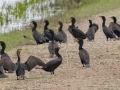 Double-crested Cormorants - Arrowwood NWR - Stutsman County - North Dakota - June 9 2023