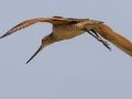 Marbled Godwit - Kunkel School Section Prairie - Kidder County - North Dakota - June 10 2023