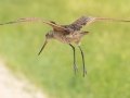 Marbled Godwit - Kunkel School Section Prairie - Kidder County - North Dakota - June 10 2023