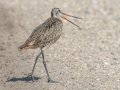 Marbled Godwit - Kunkel School Section Prairie - Kidder County - North Dakota - June 10 2023