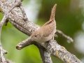 House Wren (Northern) - Arrowwood NWR - Warbler Woodland Trail - Stutsman County - North Dakota - June 9 2023