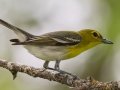 Yellow-throated Vireo - Arrowwood NWR - Warbler Woodland Trail - Stutsman County - North Dakota - June 9 2023