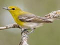 Yellow-throated Vireo - Arrowwood NWR - Warbler Woodland Trail - Stutsman County - North Dakota - June 9 2023
