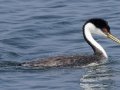Western Grebe - Hobart Lake NWR - Barnes County - North Dakota - June 8 2023