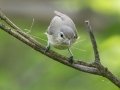 Warbling Vireo (Eastern) - Arrowwood NWR - Warbler Woodland Trail - Stutsman County - North Dakota - June 9 2023