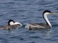 Western Grebes - Hobart Lake NWR - Barnes County - North Dakota - June 8 2023