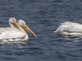 American White Pelicans - Hobart Lake NWR - Barnes County - North Dakota - June 8 2023