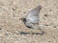 Chestnut-collared Longspur - Kunkel School Section Prairie - Kidder County - North Dakota - June 10 2023