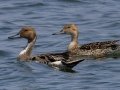 Northern Pintail - Hobart Lake NWR - Barnes County - North Dakota - June 8 2023