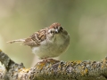 Chipping Sparrow - Arrowwood NWR - Warbler Woodland Trail - Stutsman County - North Dakota - June 9 2023
