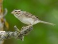 Clay-colored Sparrow - Arrowwood NWR - Warbler Woodland Trail - Stutsman County - North Dakota - June 9 2023