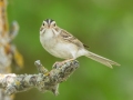 Clay-colored Sparrow - Arrowwood NWR - Warbler Woodland Trail - Stutsman County - North Dakota - June 9 2023