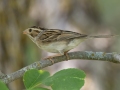 Clay-colored Sparrow - Arrowwood NWR - Warbler Woodland Trail - Stutsman County - North Dakota - June 9 2023