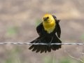Yellow-headed Blackbird - 5201–5275 48th St SE - Streeter US-ND - Stutsman County - North Dakota - June 8 2023