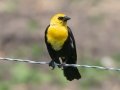 Yellow-headed Blackbird - 5201–5275 48th St SE - Streeter US-ND - Stutsman County - North Dakota - June 8 2023