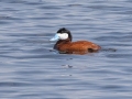 Ruddy Duck - Hobart Lake NWR - Barnes County - North Dakota - June 8 2023