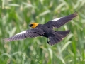 Yellow-headed Blackbird - 5201–5275 48th St SE - Streeter US-ND - Stutsman County - North Dakota - June 8 2023
