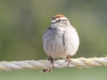Chipping Sparrow - Sibley Lake - Kidder County - North Dakota - June 10 2023